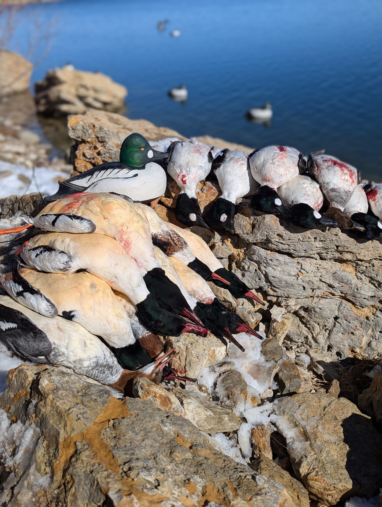 Goldeneye Gunner decoy