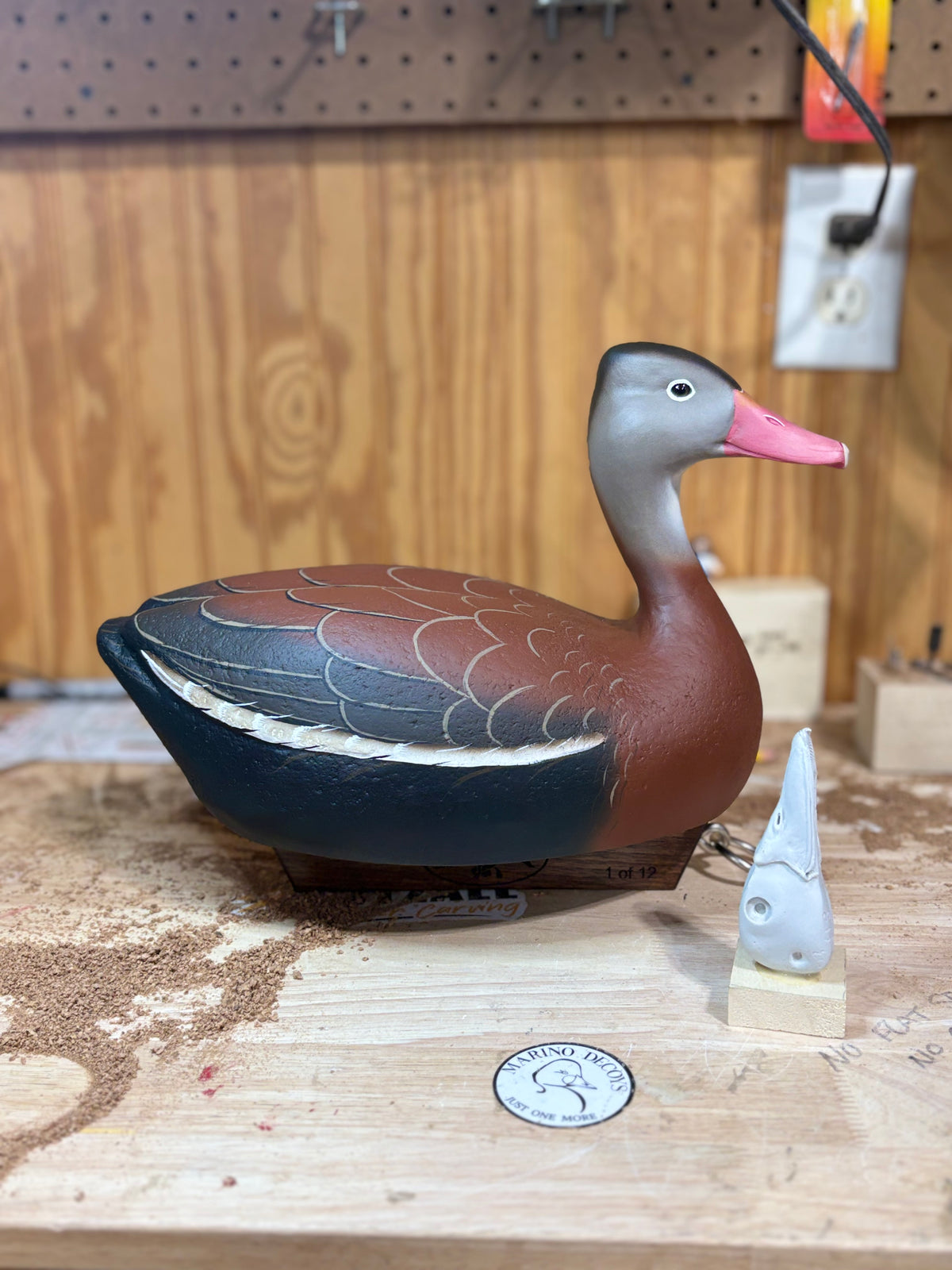 Black Bellied Whistling Duck