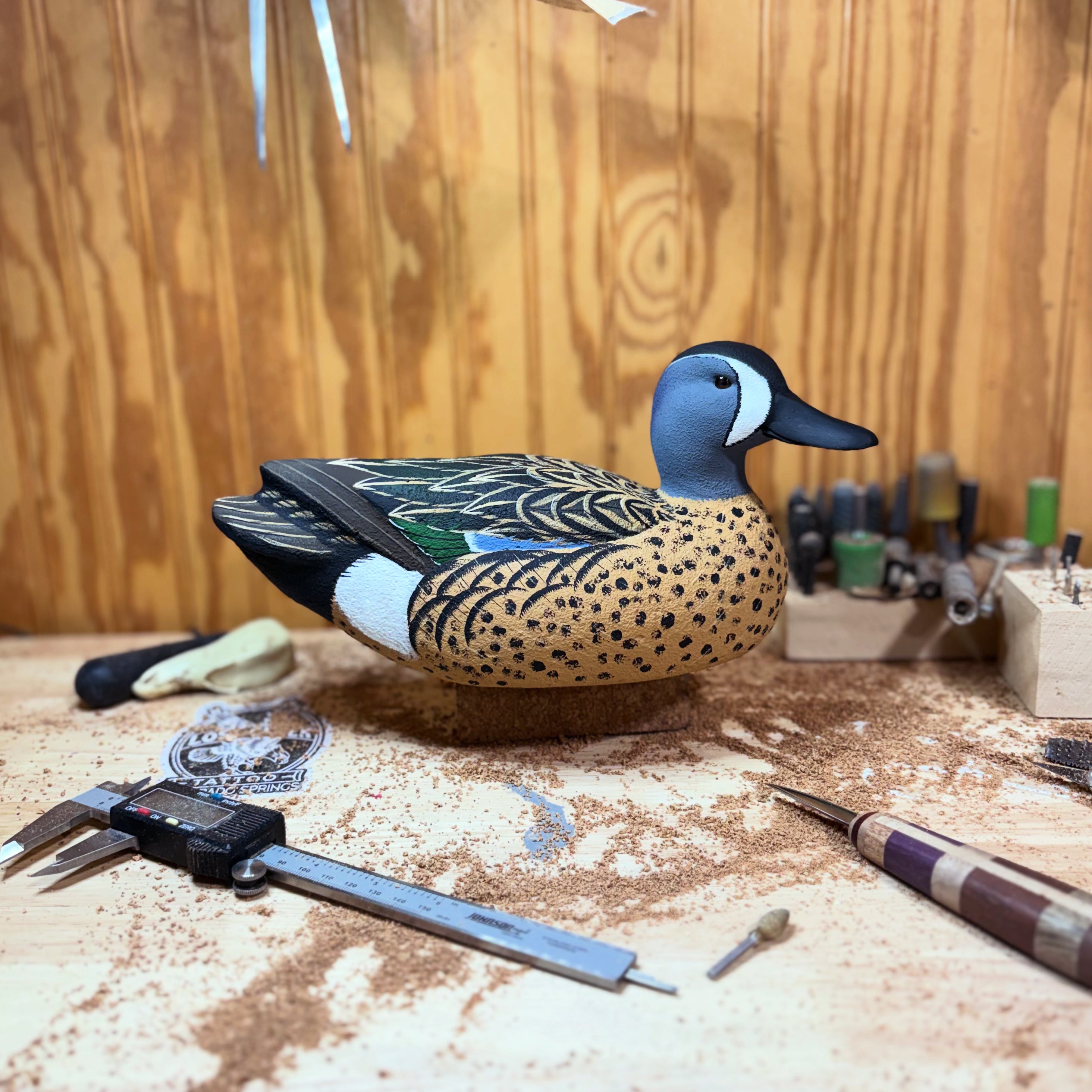 Blue wing Teal