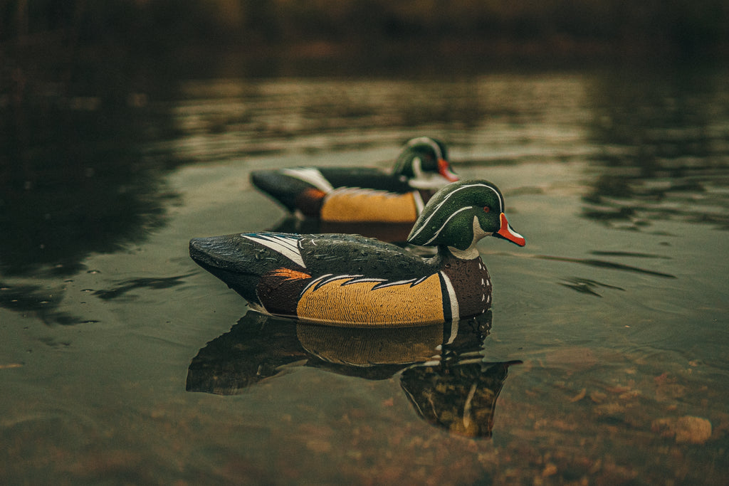 Wood Duck Drake