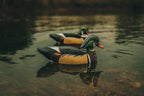 Wood Duck Drake
