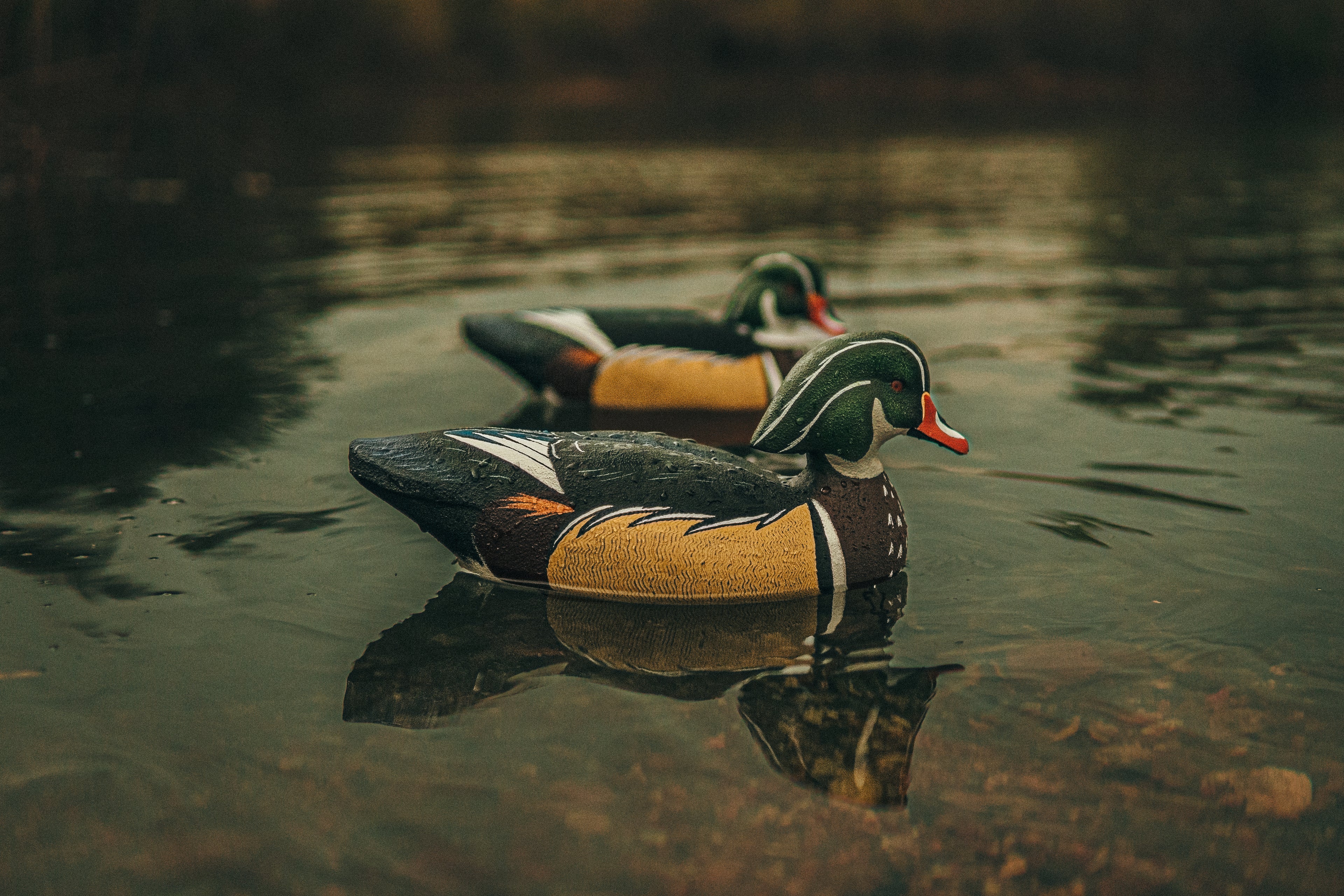 Wood Duck Drake