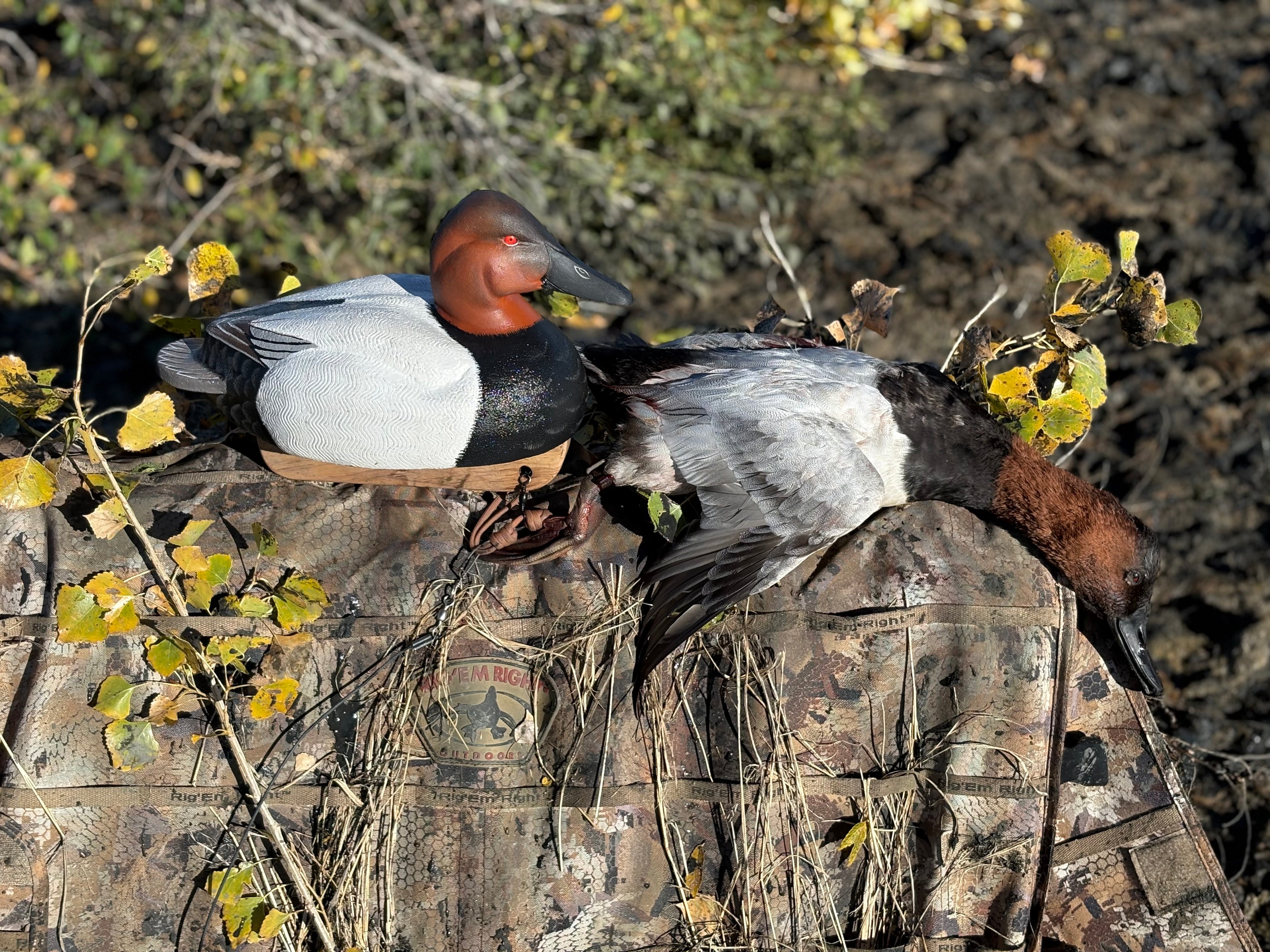 Canvasback Gunner Decoy