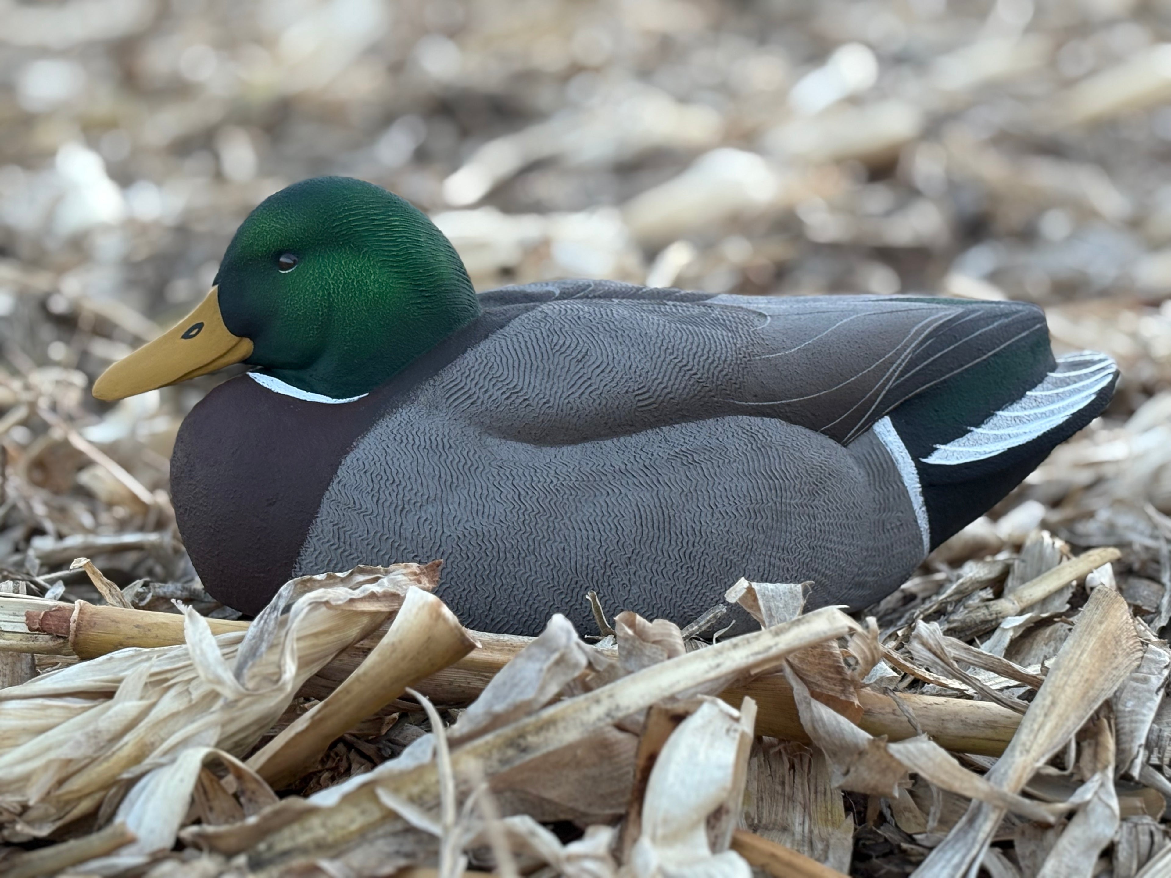 Drake Mallard Gunner Decoy