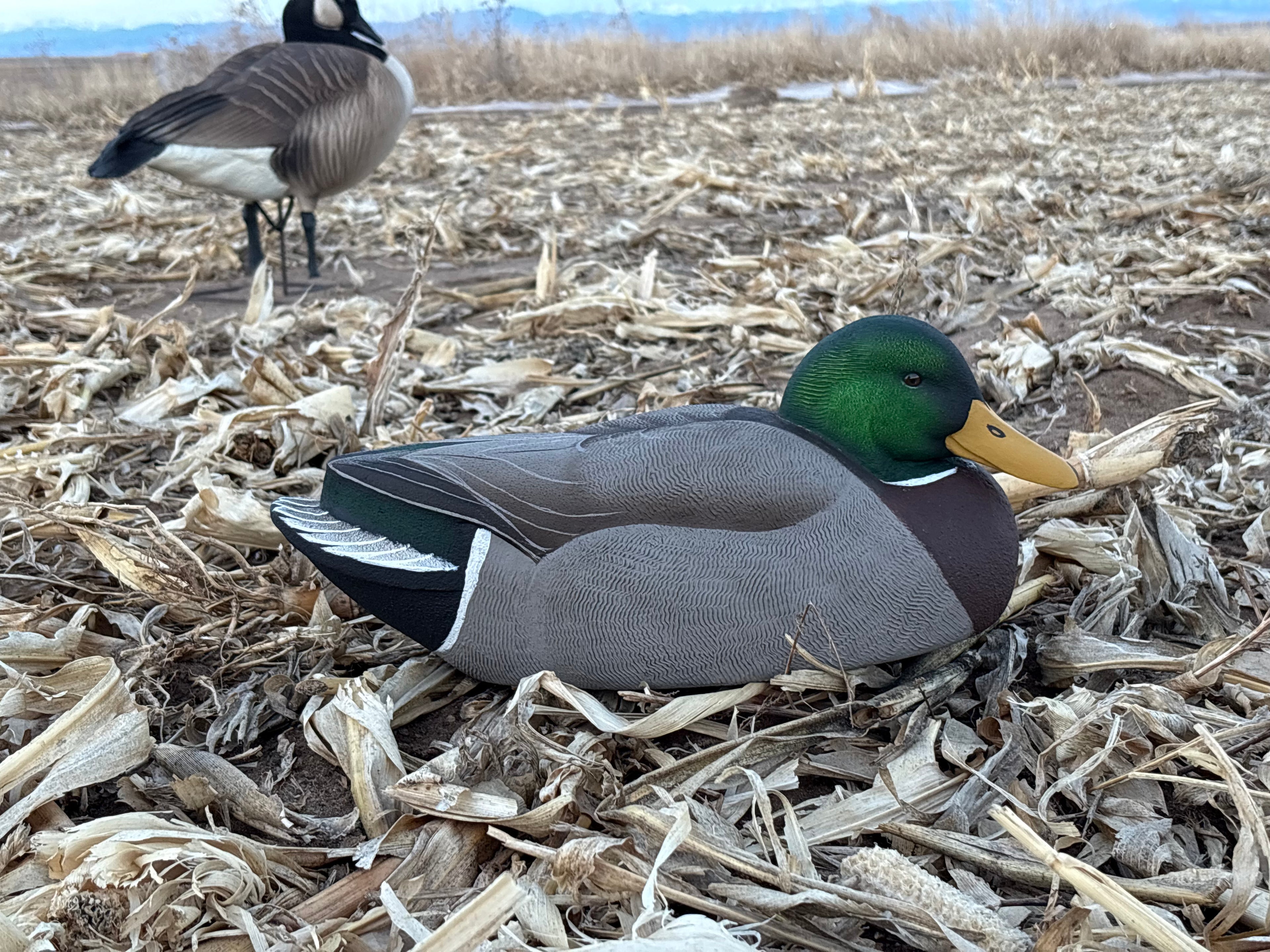 Drake Mallard Gunner Decoy