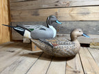 Pintail Urn Decoy