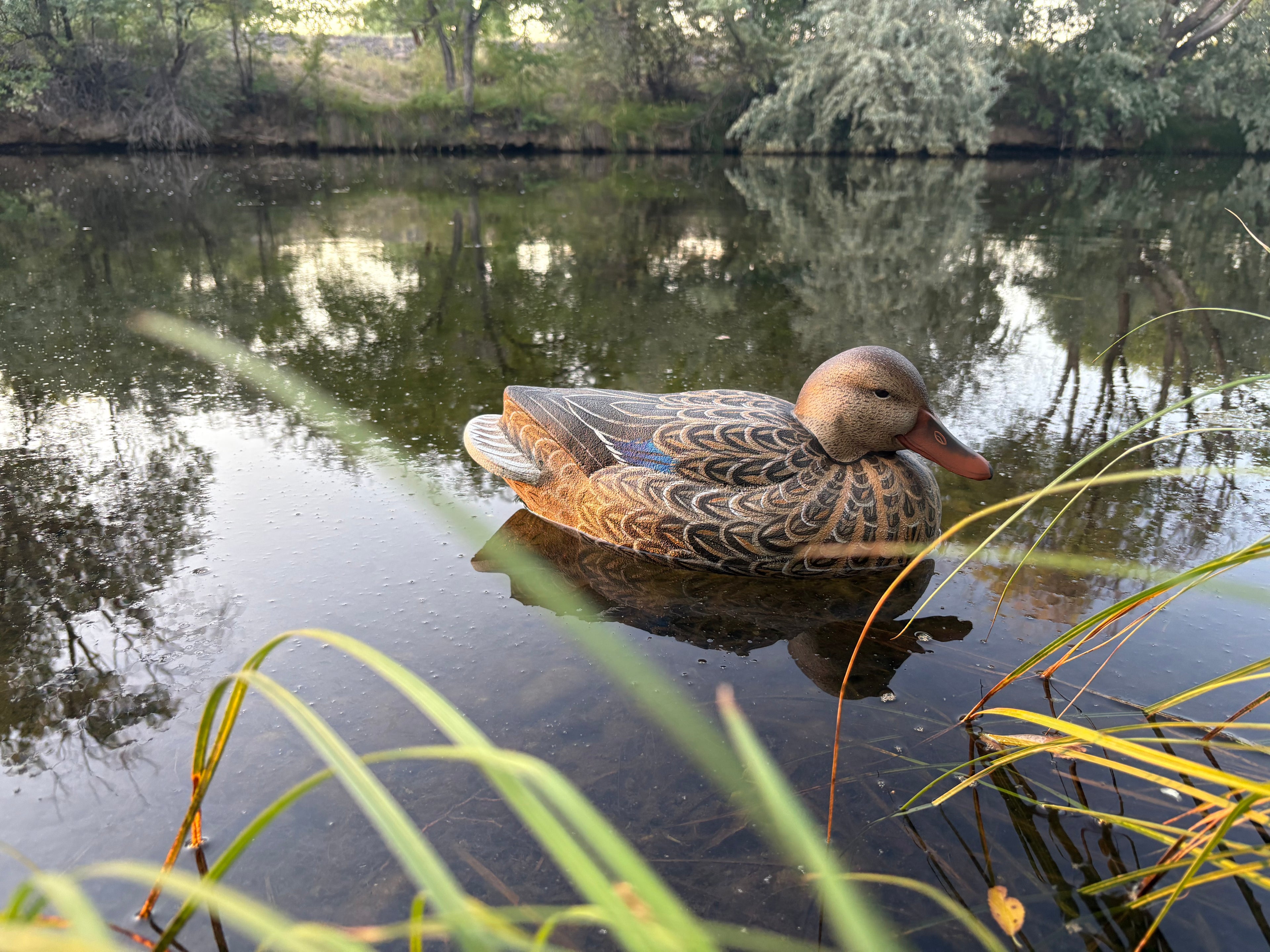 Hen Mallard