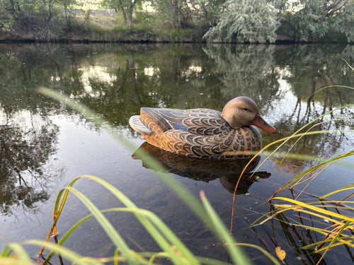 Hen Mallard