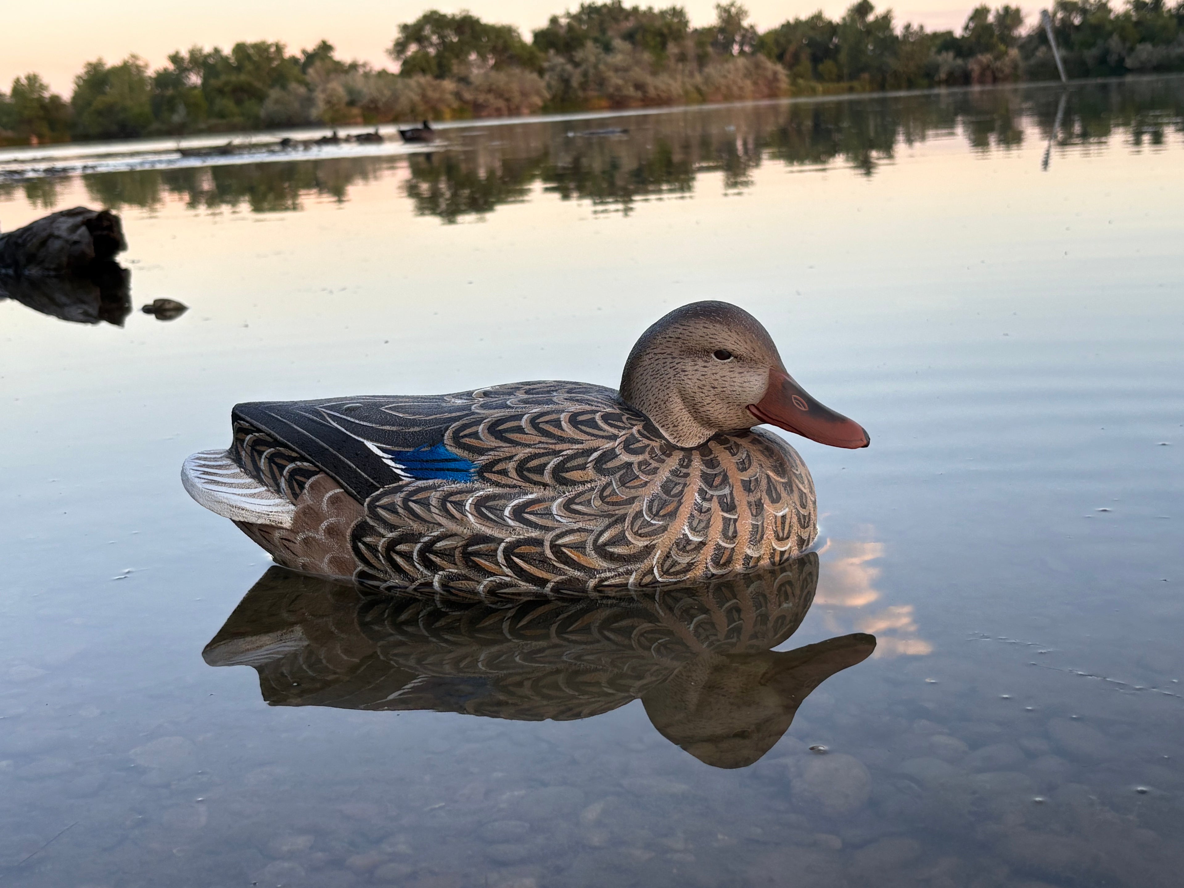 Hen Mallard
