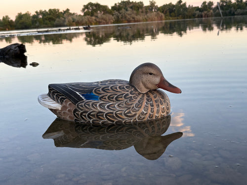 Hen Mallard