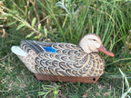 Hen Mallard