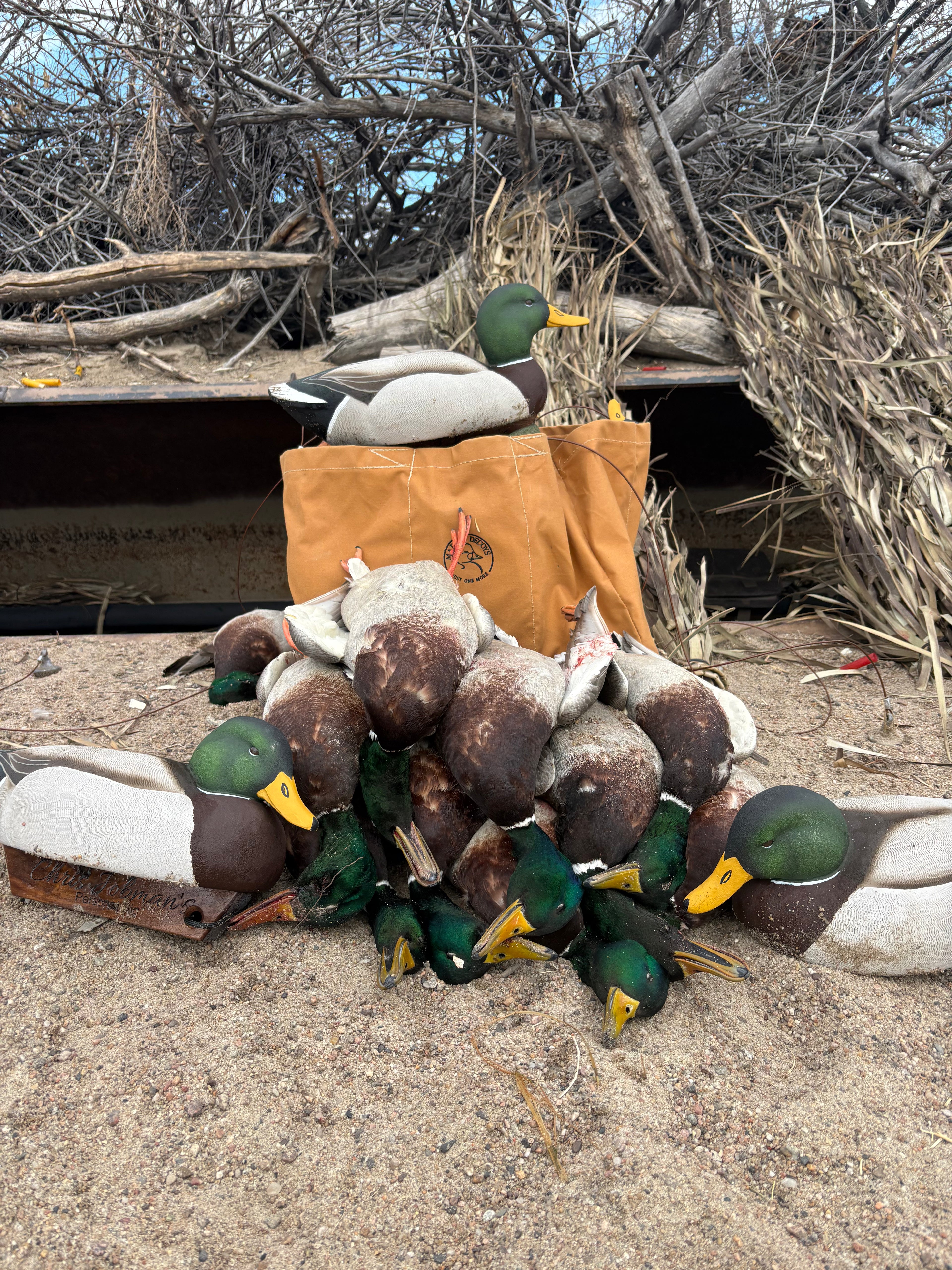 Drake Mallard Working Urn