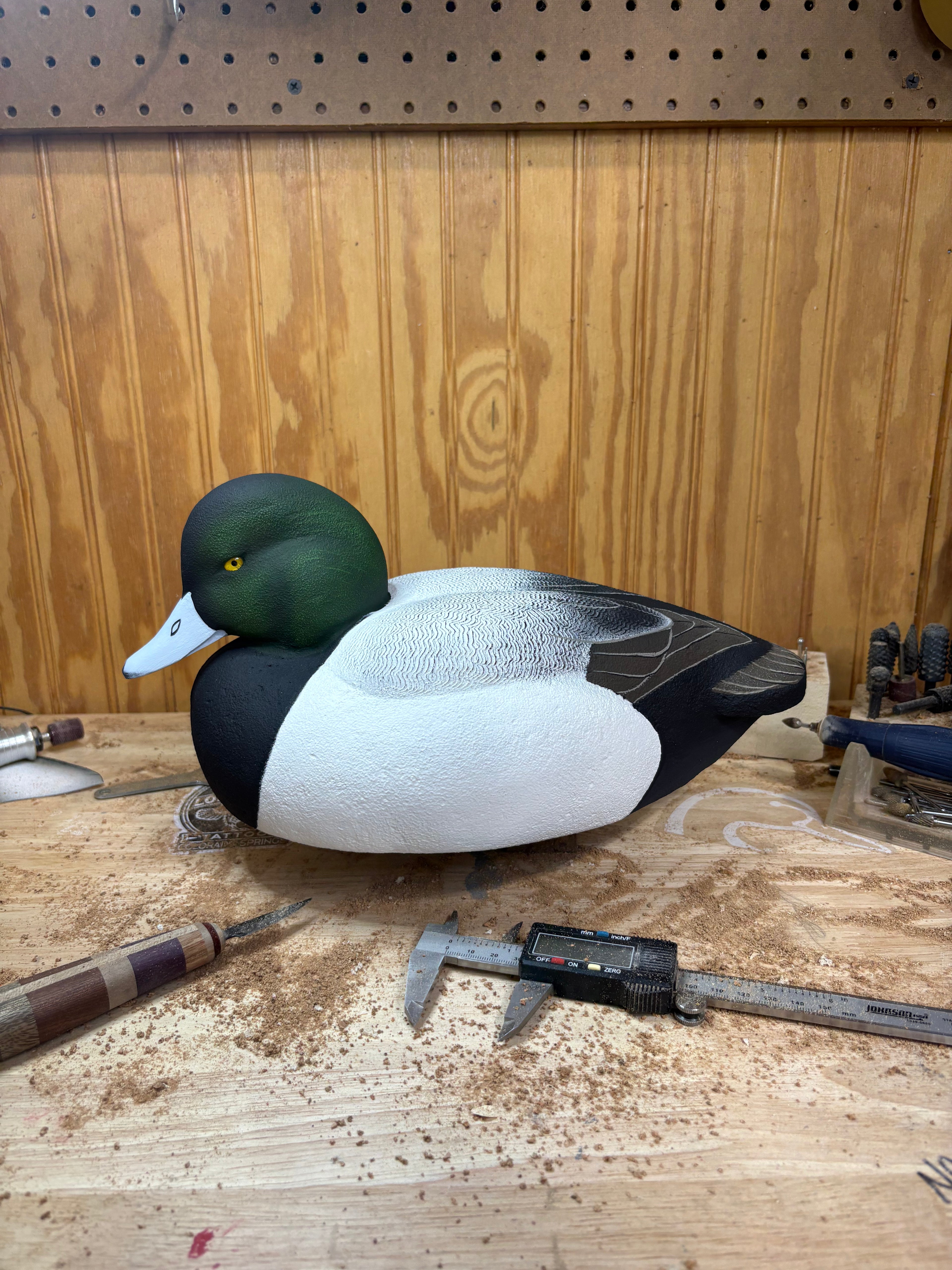 Greater Scaup Drake